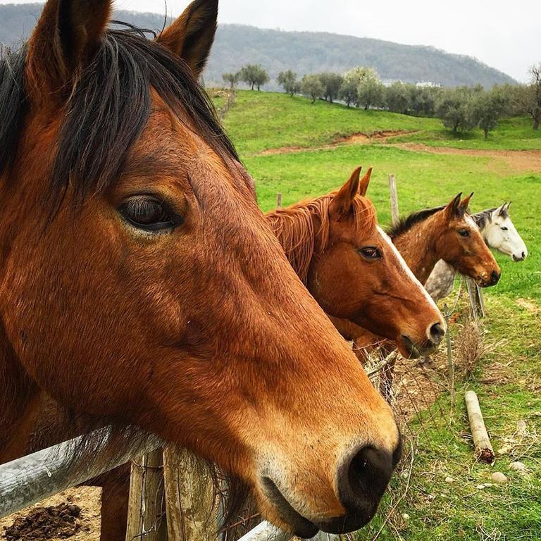 Agriturismo Mazzeracca Bassano del Grappa Exteriér fotografie